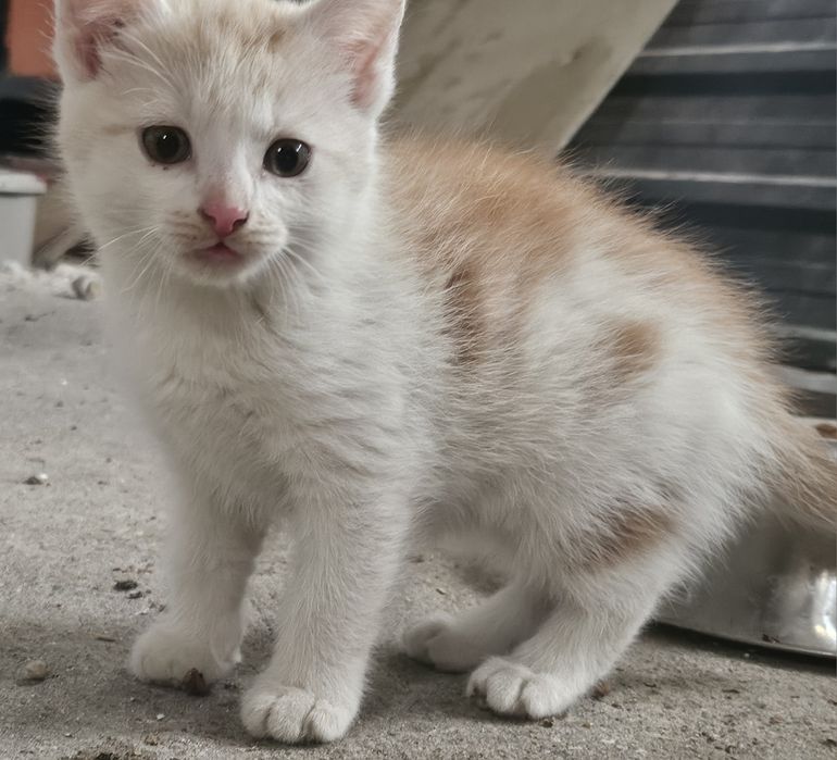 Oddam kotki w dobre ręce