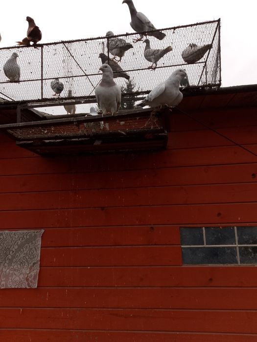 Gołębie wiodyny fajfy białe czarne czerwone standardy siwe czerwone rz