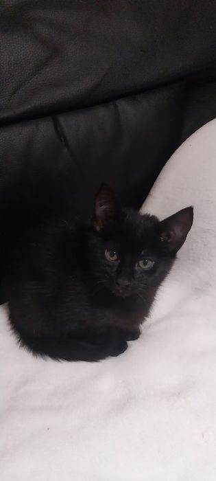 Gatinho para adoção