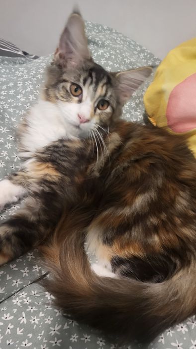 Piekna   kotka Maine coon
