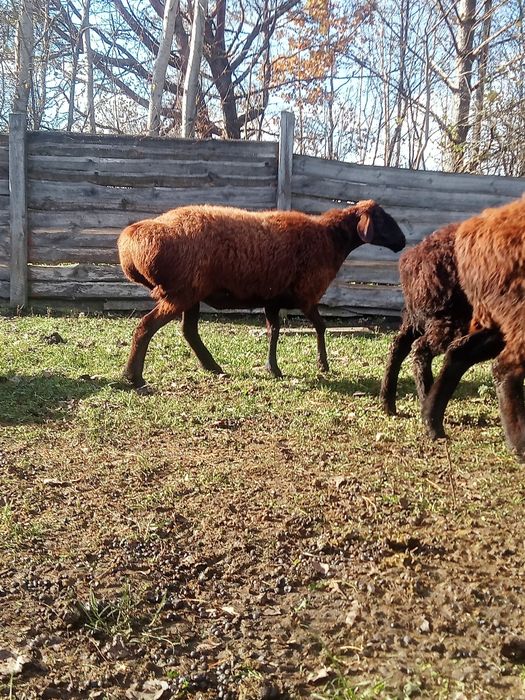 Продам баранів гиссар кросс допер  романівськіх