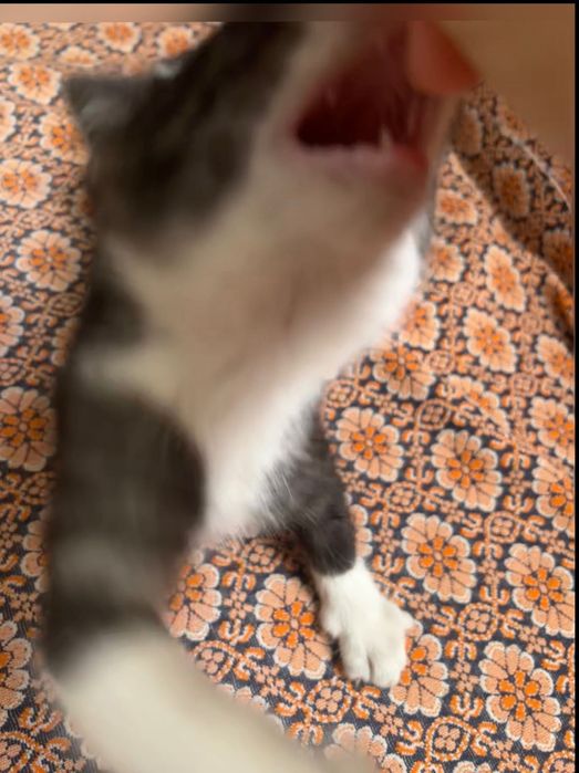 Oddam kotki w dobre ręce