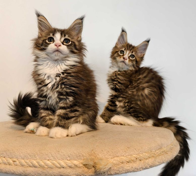 Maine Coon cudowne kocięta