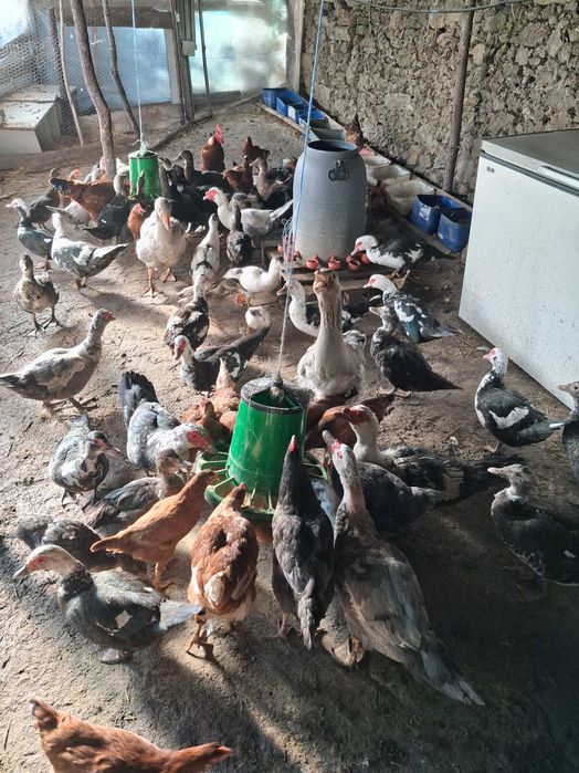 Vende se Patos e  galinhas gansos