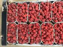 Maliny 10 pln pudeleczko 0.5kg