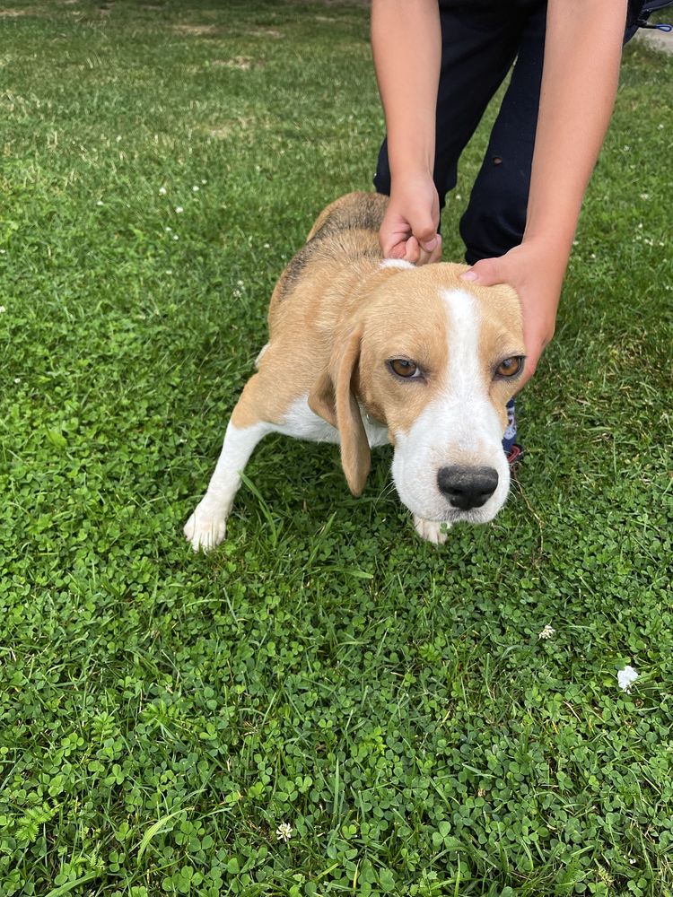 Szczeniak beagle
