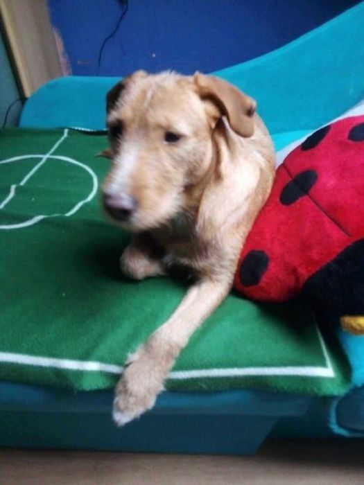 Dora ok 2 let. wyjątkowa, kochana sunieczka czeka na dom Choszczno
