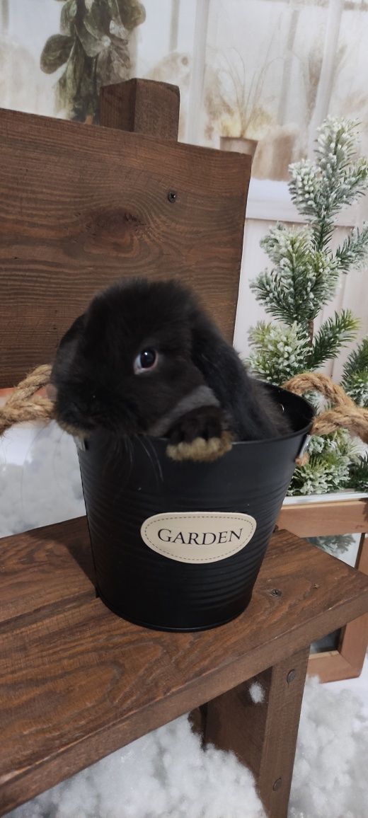 Mini Lop królik gotowe do odbioru