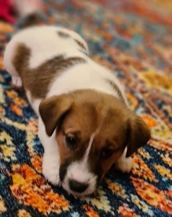 Jack Russel Terrier gładkowłosy samczyk Herbu Harpagan since 2007