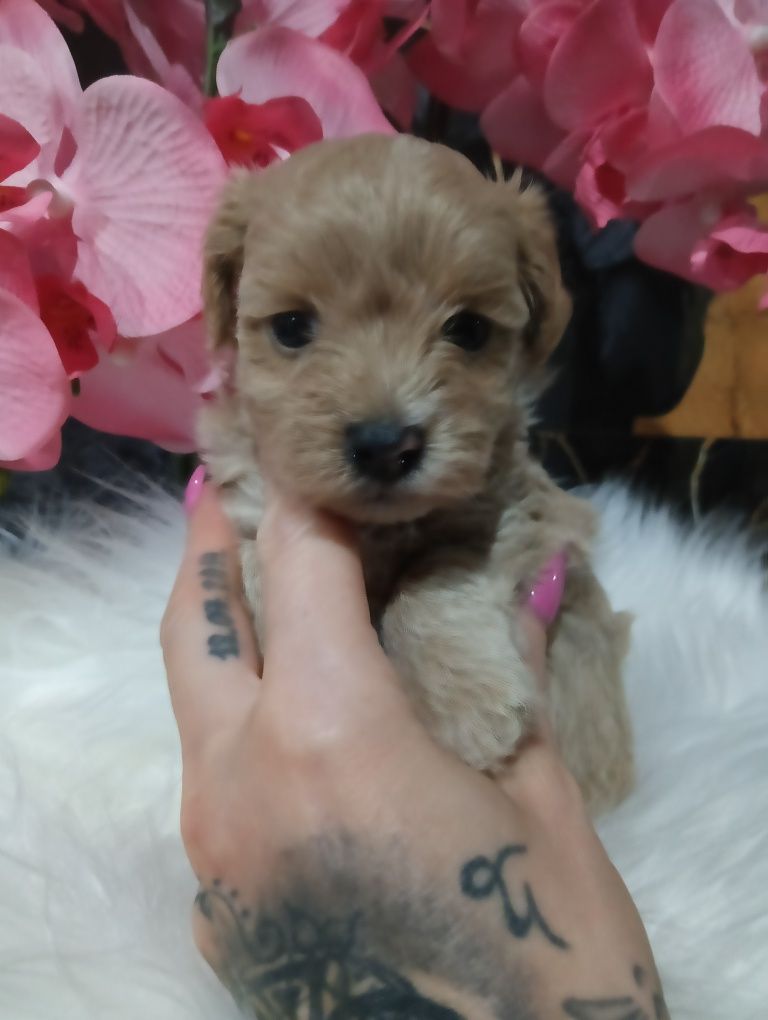 Maltipoo chlopak