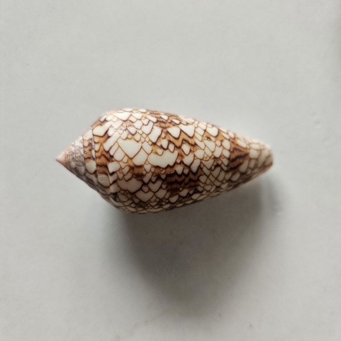 Muszle ozdobne textile