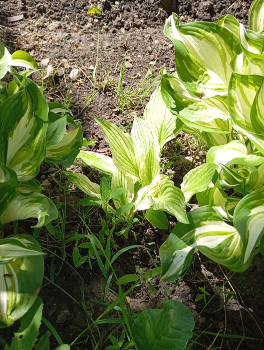 продам хости багаторічні