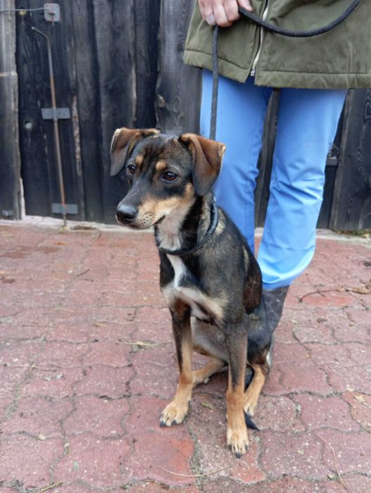 Zyta - filigranowa sunia do adopcji