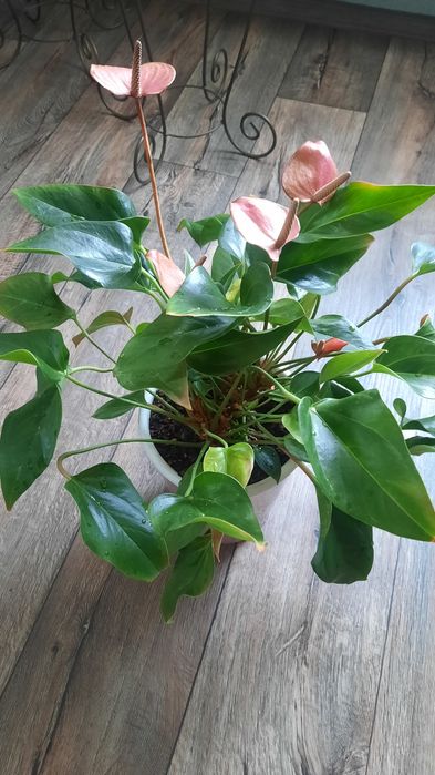 Антуріум колір фуксія, насичений рожевий