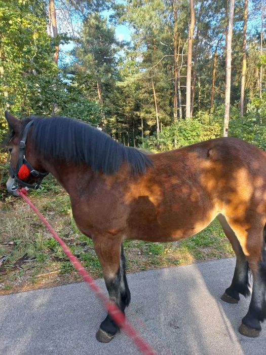 Sprzedam klaczkę