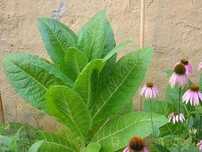 Mudas plantas de tabaco Virginia Gold ENTREGA IMEDIATA