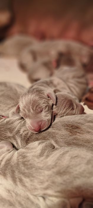 Wyżeł Weimarski szczeniak