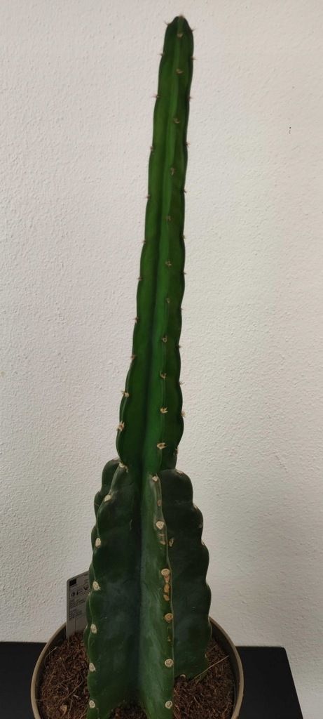 Kaktus Cereus Jamacaru Cuddly Cactus 60 cm