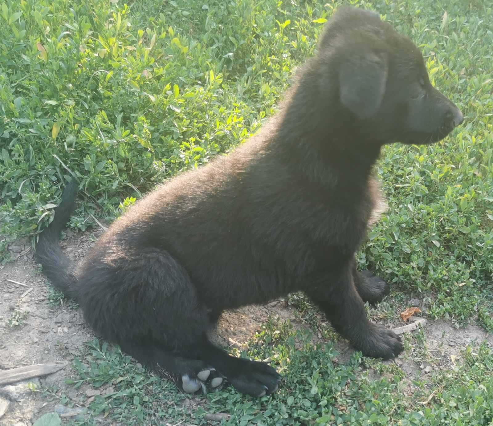 Дівчинка німецької вівчарки