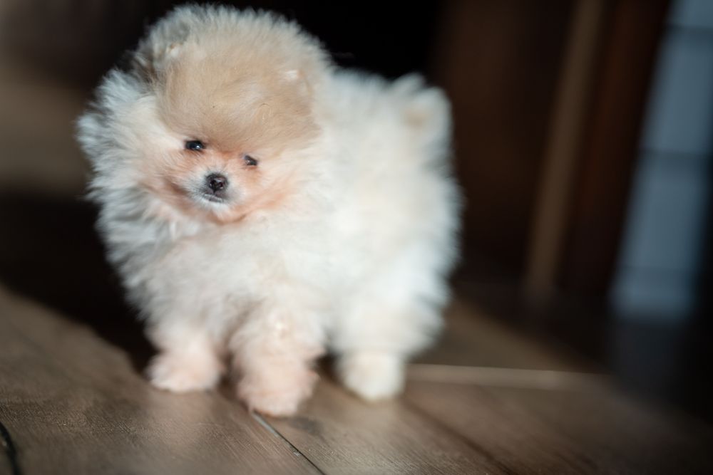 Szpic miniaturowy pomeranian