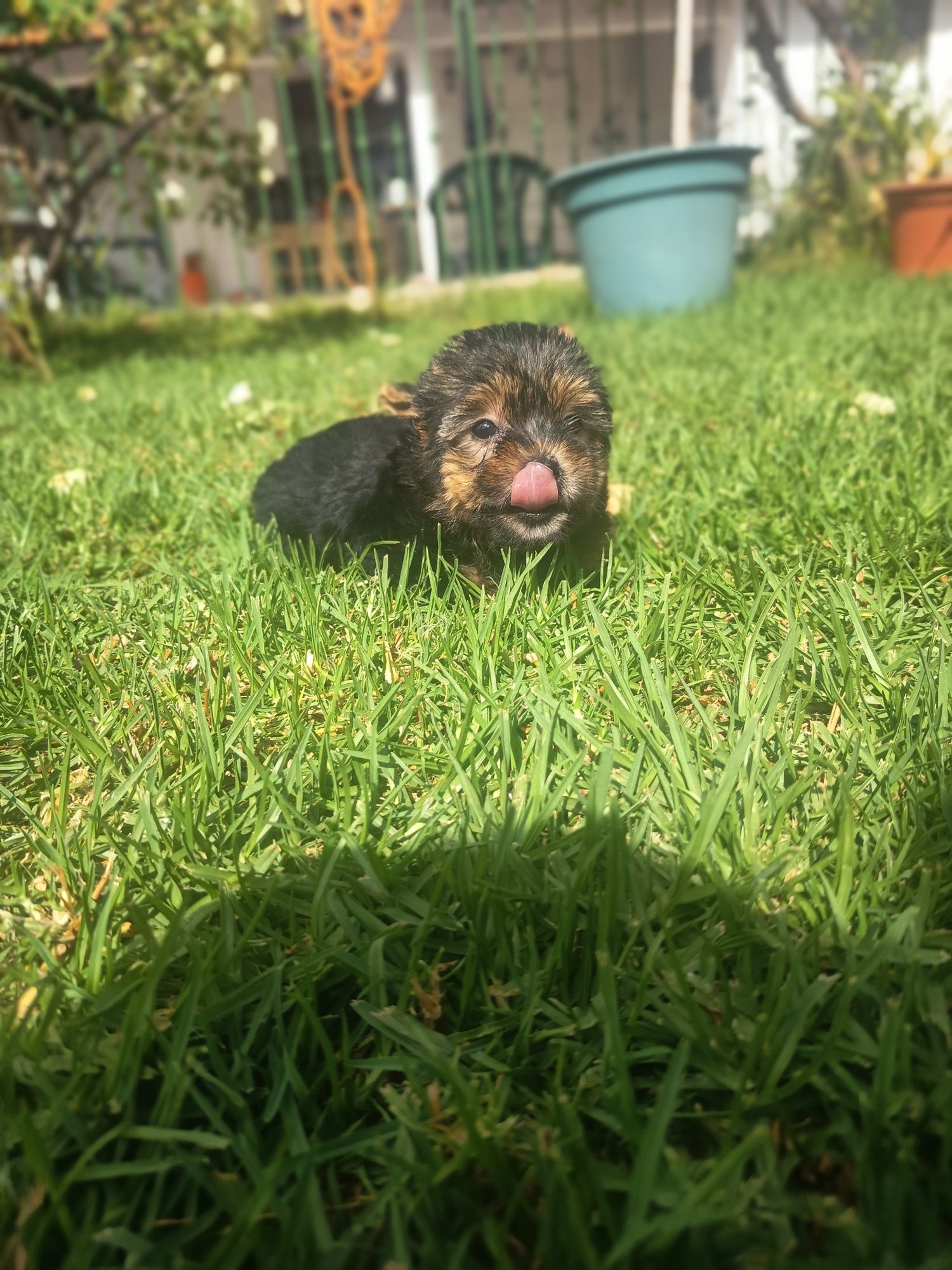 Yorkshire Terrier miniature, vacinado e desparasitado