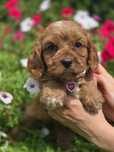 CAVAPOO F1 suczka szczenię metryka szczeniaki