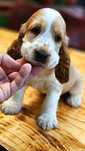 Cocker Spaniel Angielski - piesek cudowne umaszczenie Orange Roan