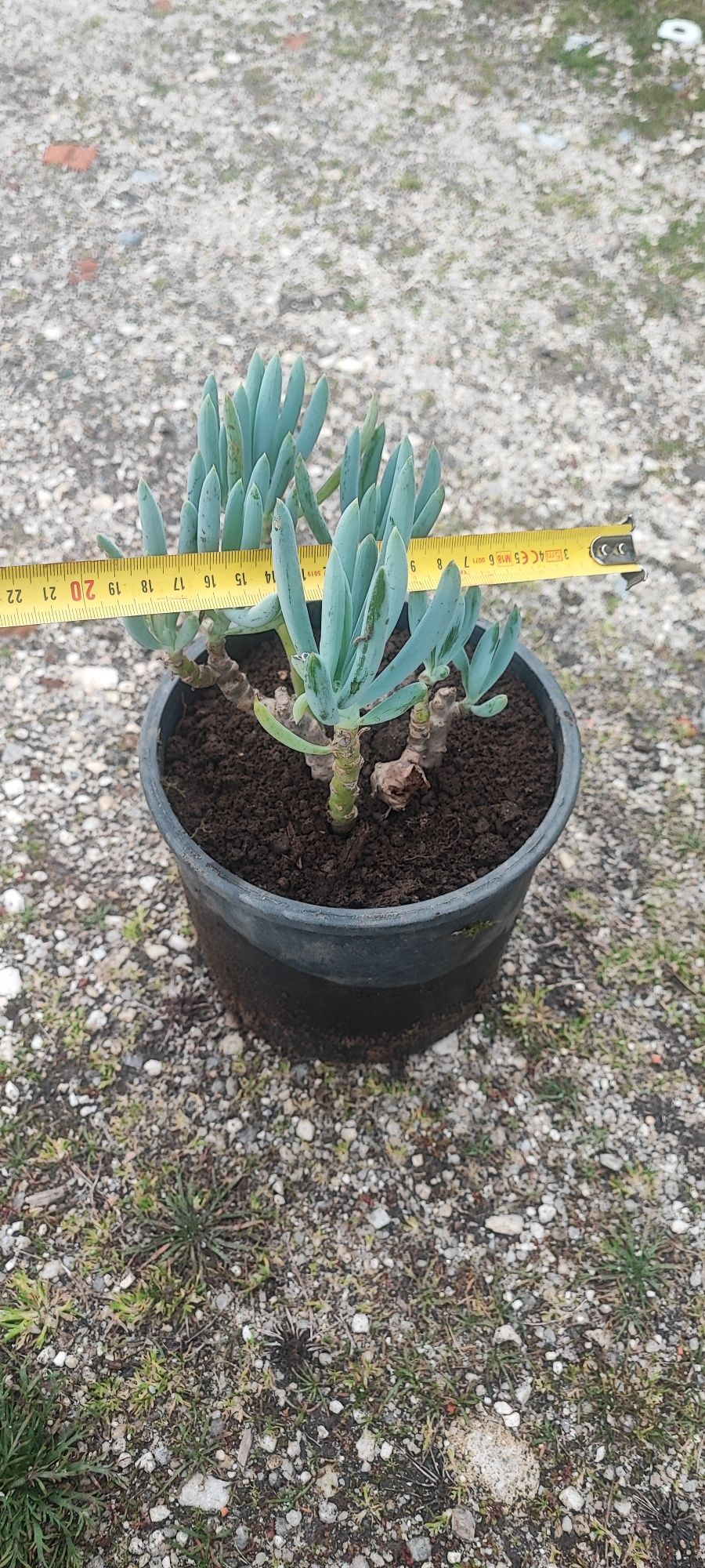 Planta suculenta