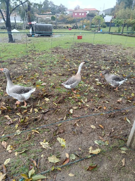 Para vender 3 gansos