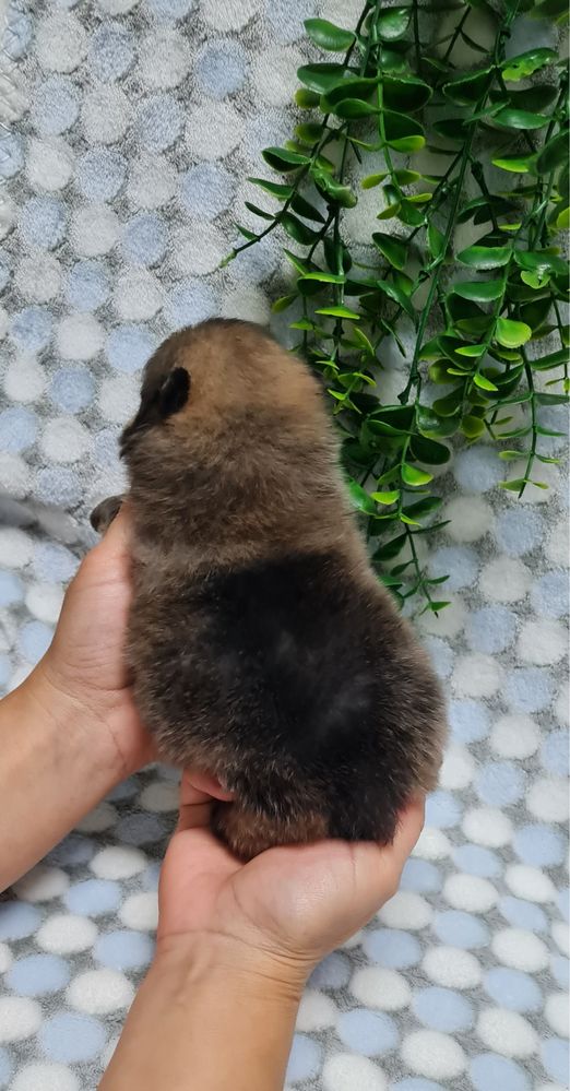 Excelente Lulu da Pomerania/Spitz Alemão Anão de Qualidade
