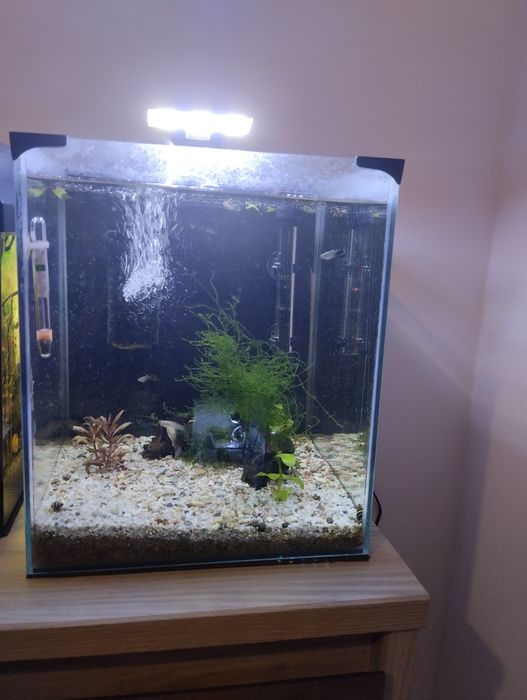 Akwarium optiwhite 30l