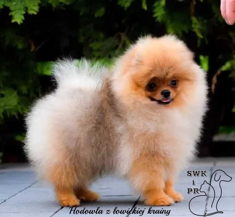 Piękny puchaty piesek szpic miniaturowy pomeranian