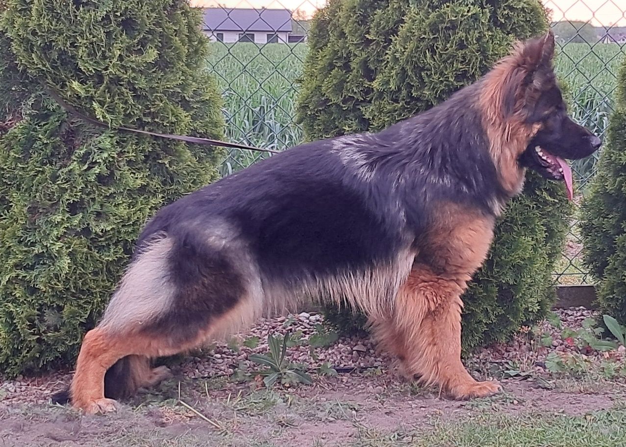 Owczarek niemiecki