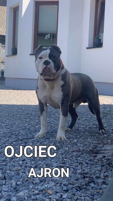 Cudo Biało Głowy Blue Amstaff