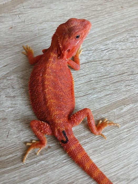 Agama Agamy Red Dragon - jedyne takie - dostawa - samiczki , samce