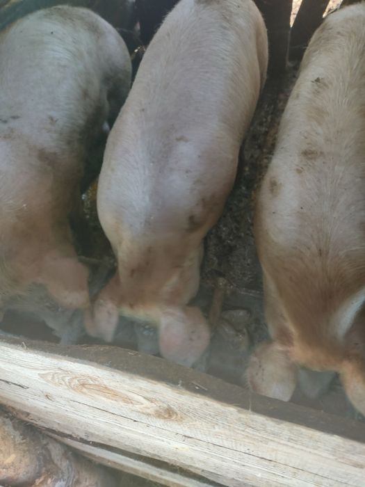 Продам свиней живою вагою , 100-115 гр(органіка)
