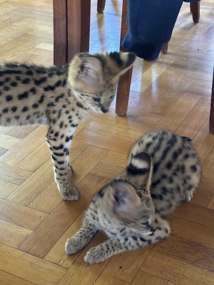 Kocurek Savannah F 1
