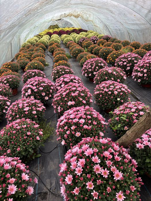 Chryzantemy drobnokwiatowe