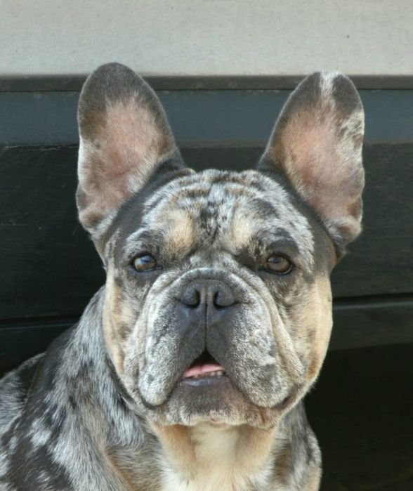 Вязка французский бульдог