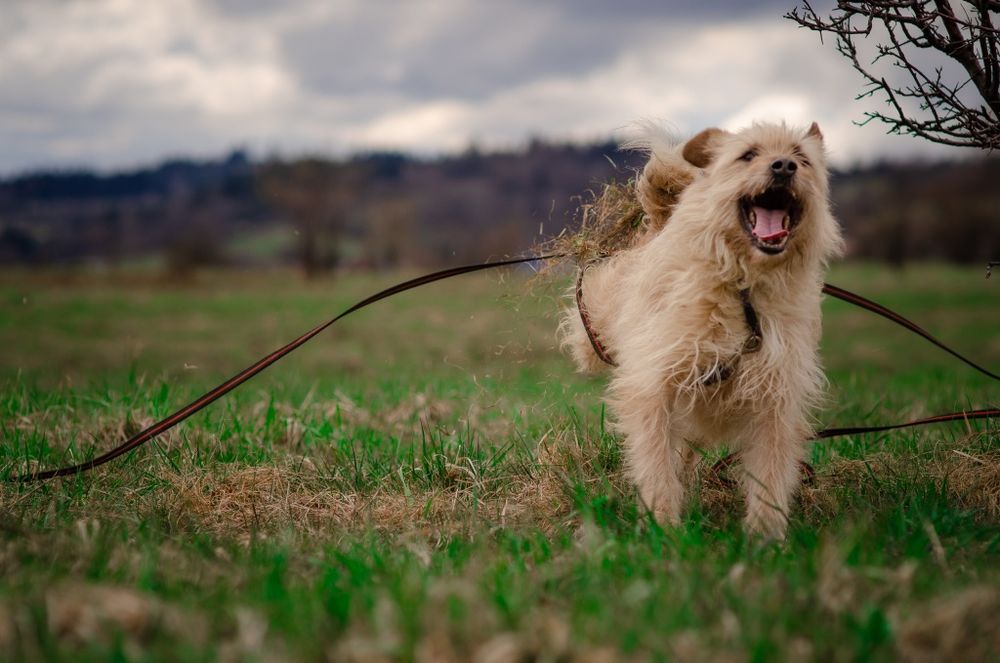 Groszek do pilnej adopcji