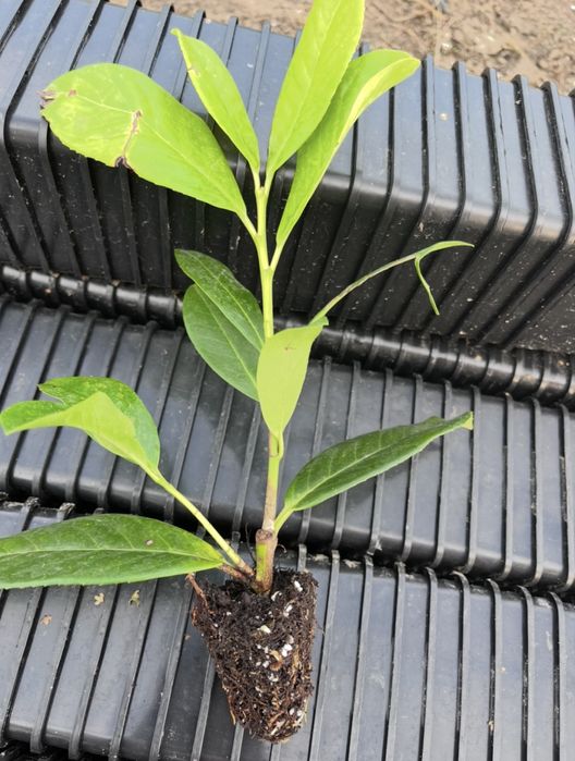 Multiplat laurowisnia novita caucasica