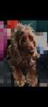 Oddam Spanielka prawie 4 lata
