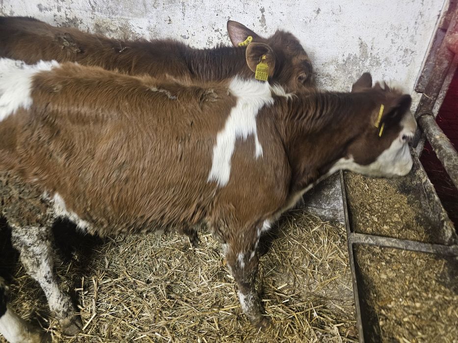 Sprzedam 3 byczki odchowane