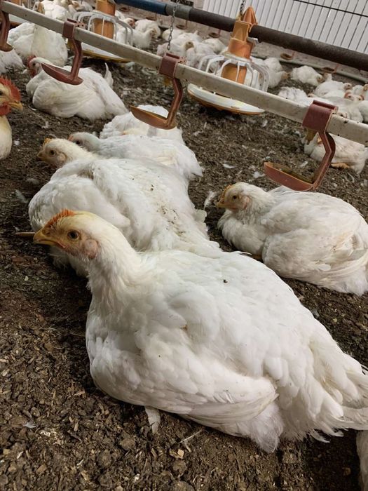 Куры бройлеры живой вес . Опт цена 70гривен