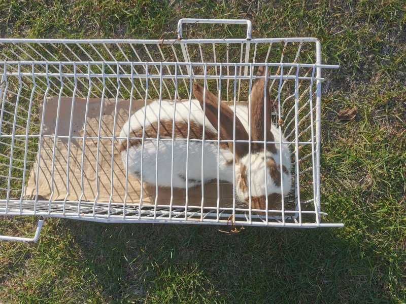Sprzedam królika srokacz hawana 8 miesięcy