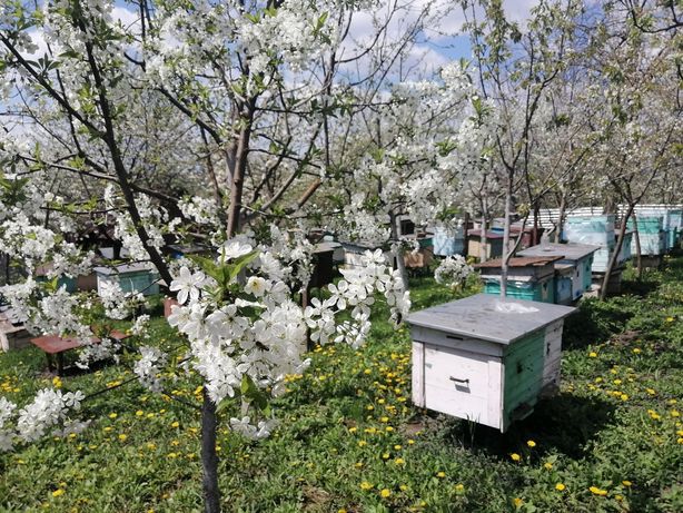 Продам пчелопакеты 2022г. Бджолопакети, Пчелопакеты, Пчелы