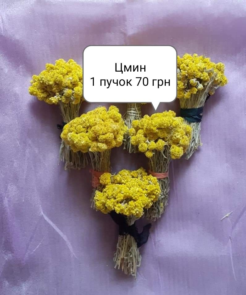 Флористам мак сухоцветы цветочных композиций жито рожь цмин