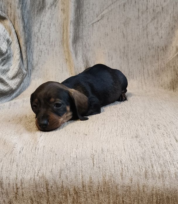 Jamnik krótkowłosy suczka (miniatura) Ur. 01.10.2025