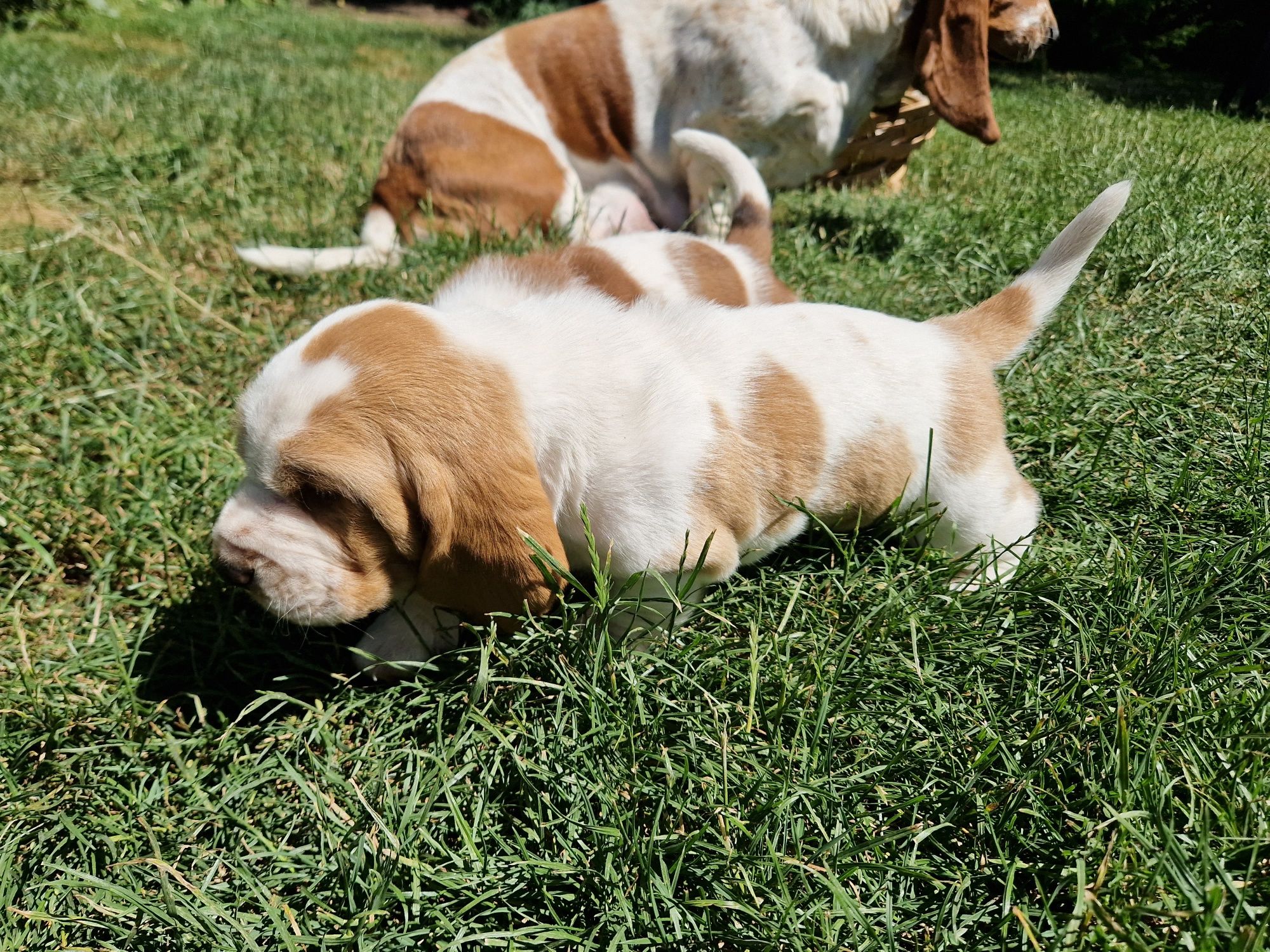 Piesek Basset Hound FCI o imieniu Argon bicolor - zarezerwowany.