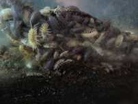 Porcellio laevis& porcellio scaber mix x20